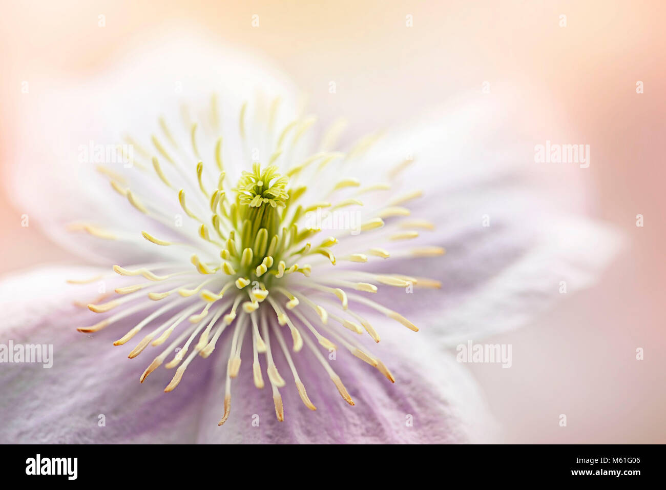 Close-up, macro image of a single pink Clematis ' Mayleen' summer flower Stock Photo
