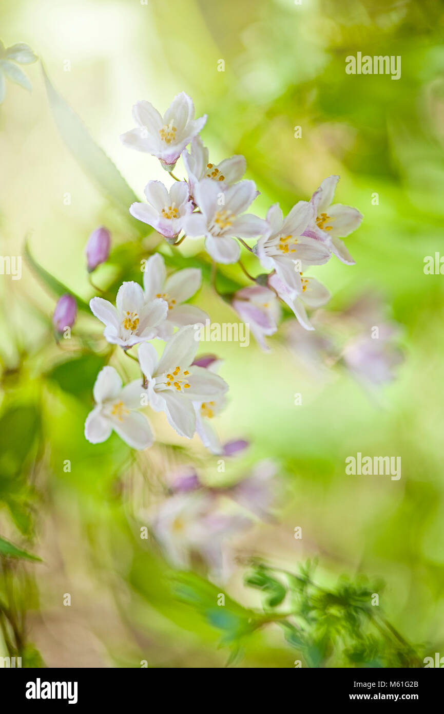 Close-up image of the summer flowering Deutzia shrub with its delicate pink flowers Stock Photo