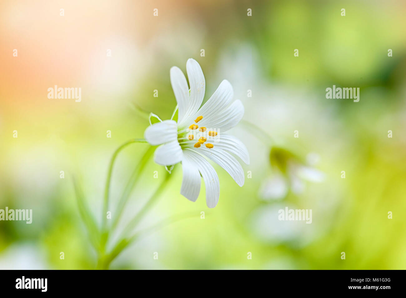 Close-up, macro image of the delicate spring flowering Greater Stitchwort white flower also known as Addersmeat or Stellaria holostea Stock Photo