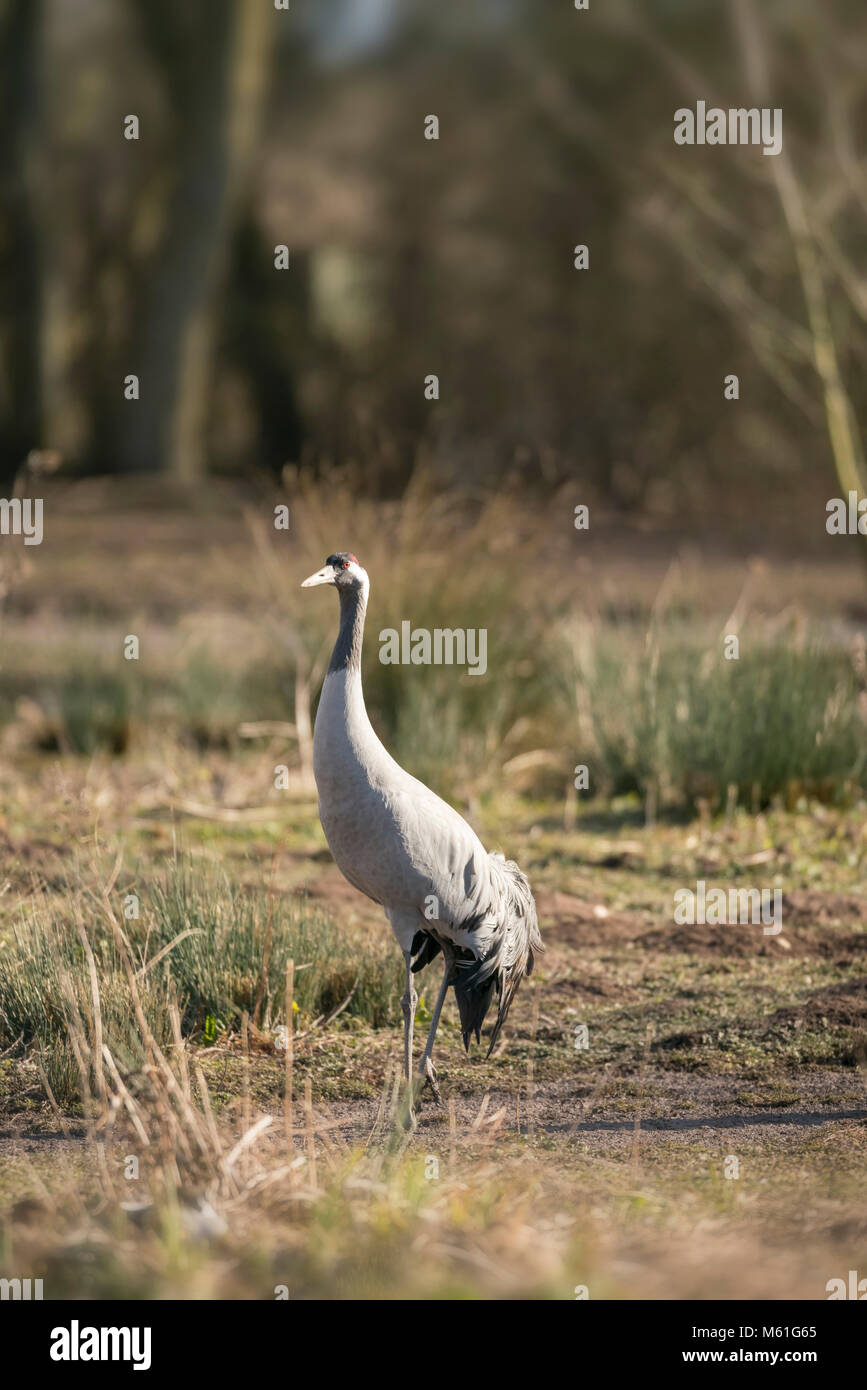 Common  crane, Grus grus, early spring on rough marshland in the Somerset levels,breeding plumage Stock Photo