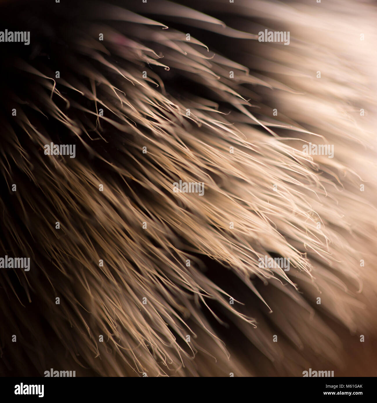 Brush bristles Stock Photo