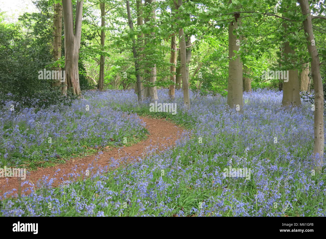 Winding path through the bluebell wood at Coton Manor Gardens Stock Photo