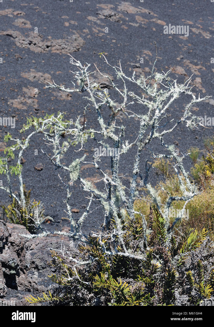 Pioneer species of plants including cacti, ferns and lichens begin to