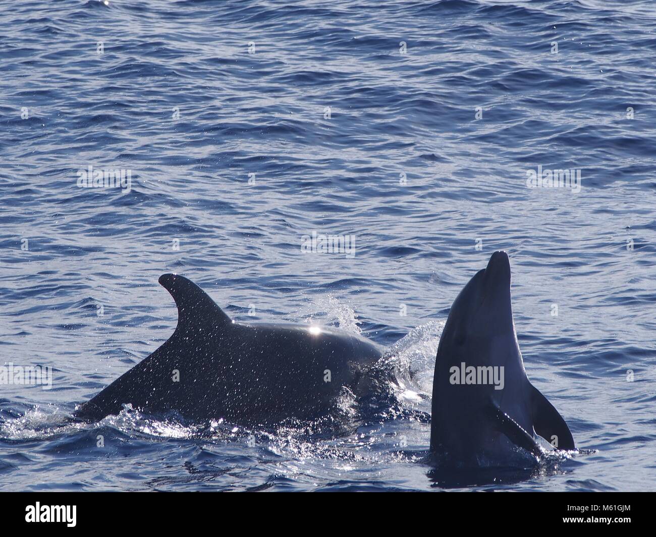 Bottlenose dolphin spyhopping, Madeira Island (Atlantic Ocean) Stock Photo