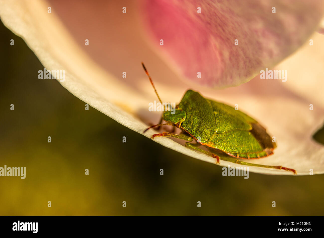 The green shield bug basking in the spring sun on the flower of magnolia. Stock Photo