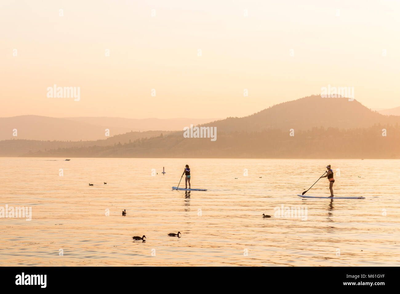 Stand up Paddle boarders at sunset, Kelowna, Okanagan Lake,  British Columbia, Canada Stock Photo