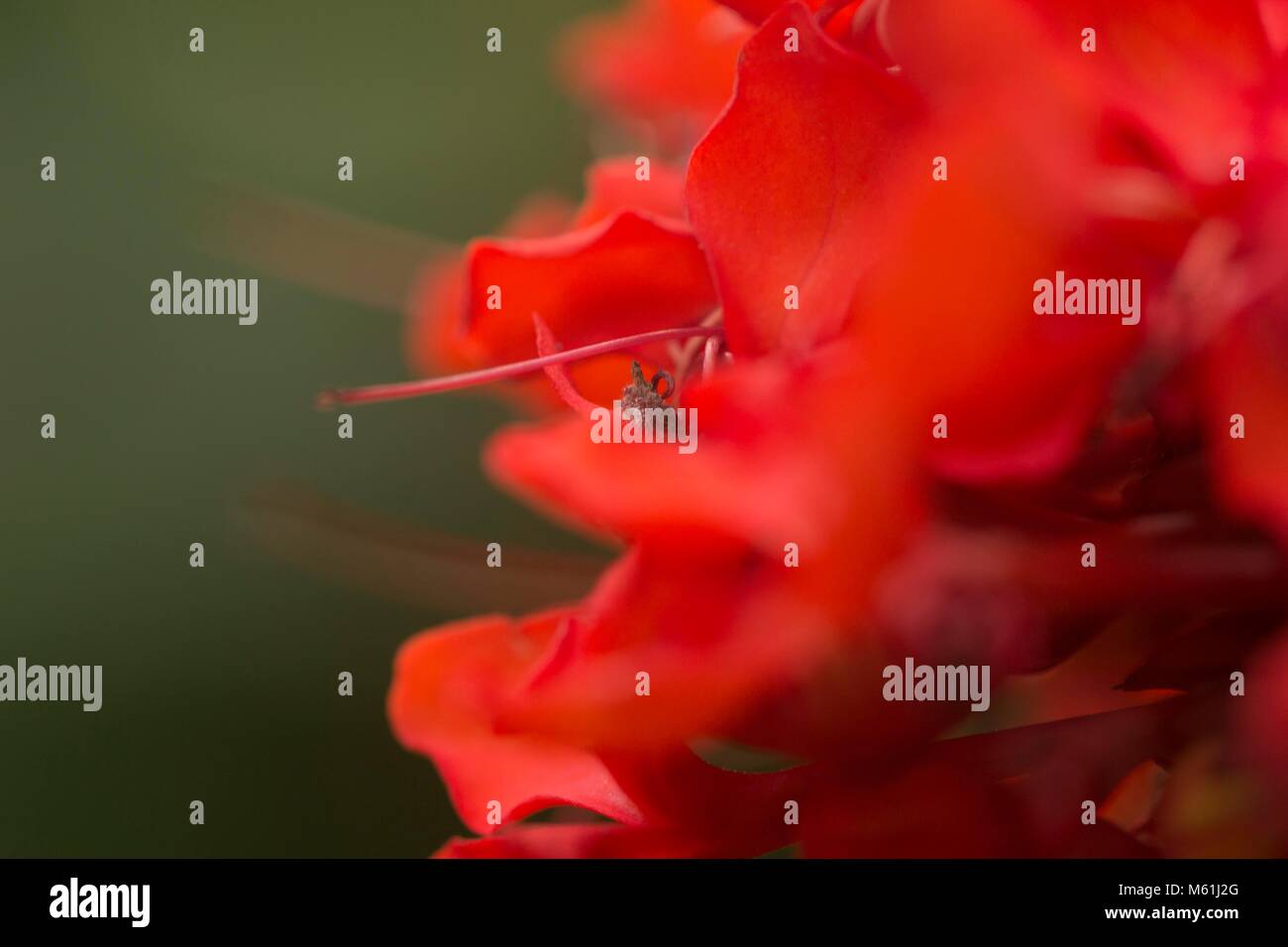 Flowers at the Eden project Stock Photo - Alamy