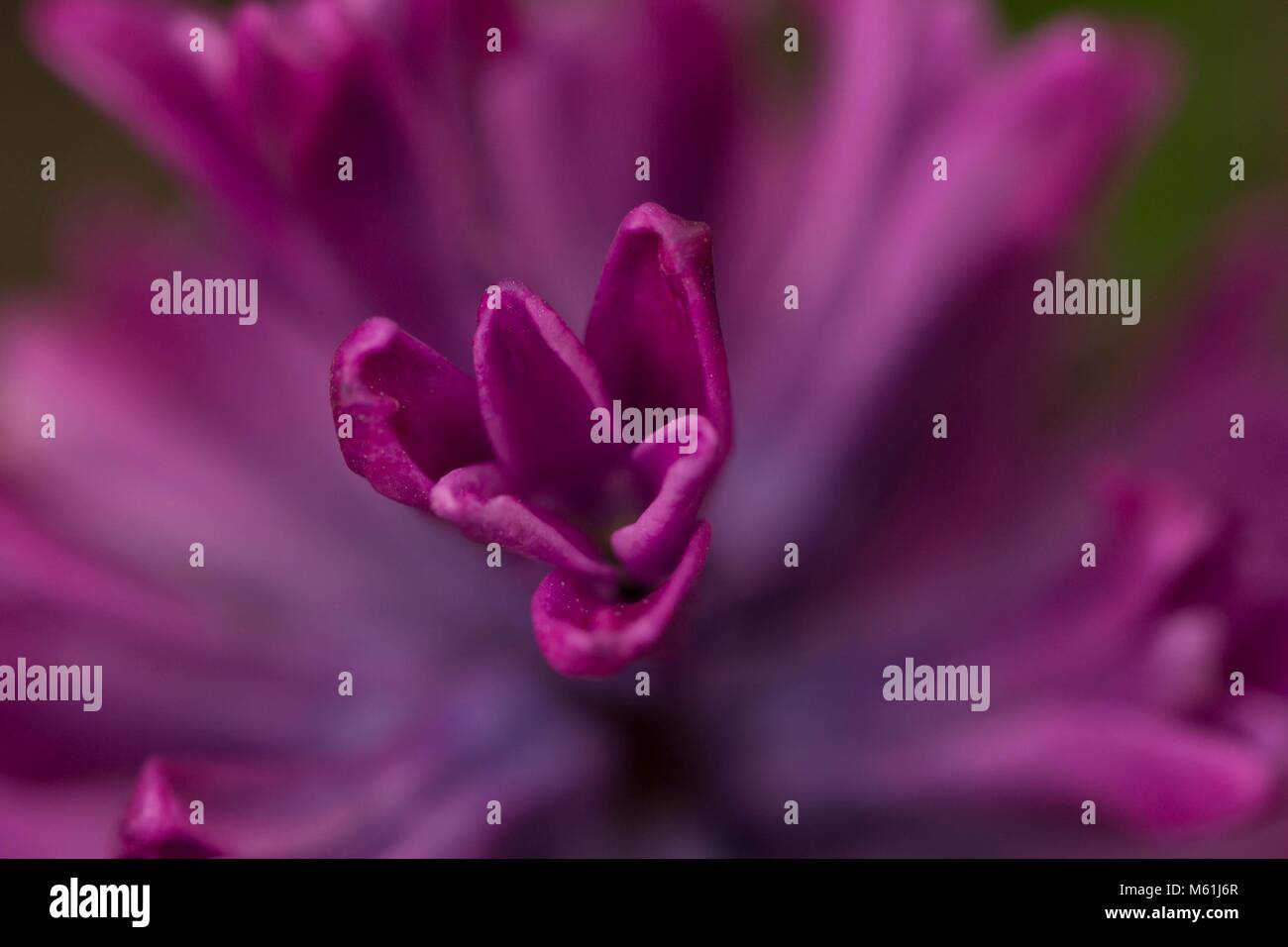 Flowers at the Eden project Stock Photo Alamy