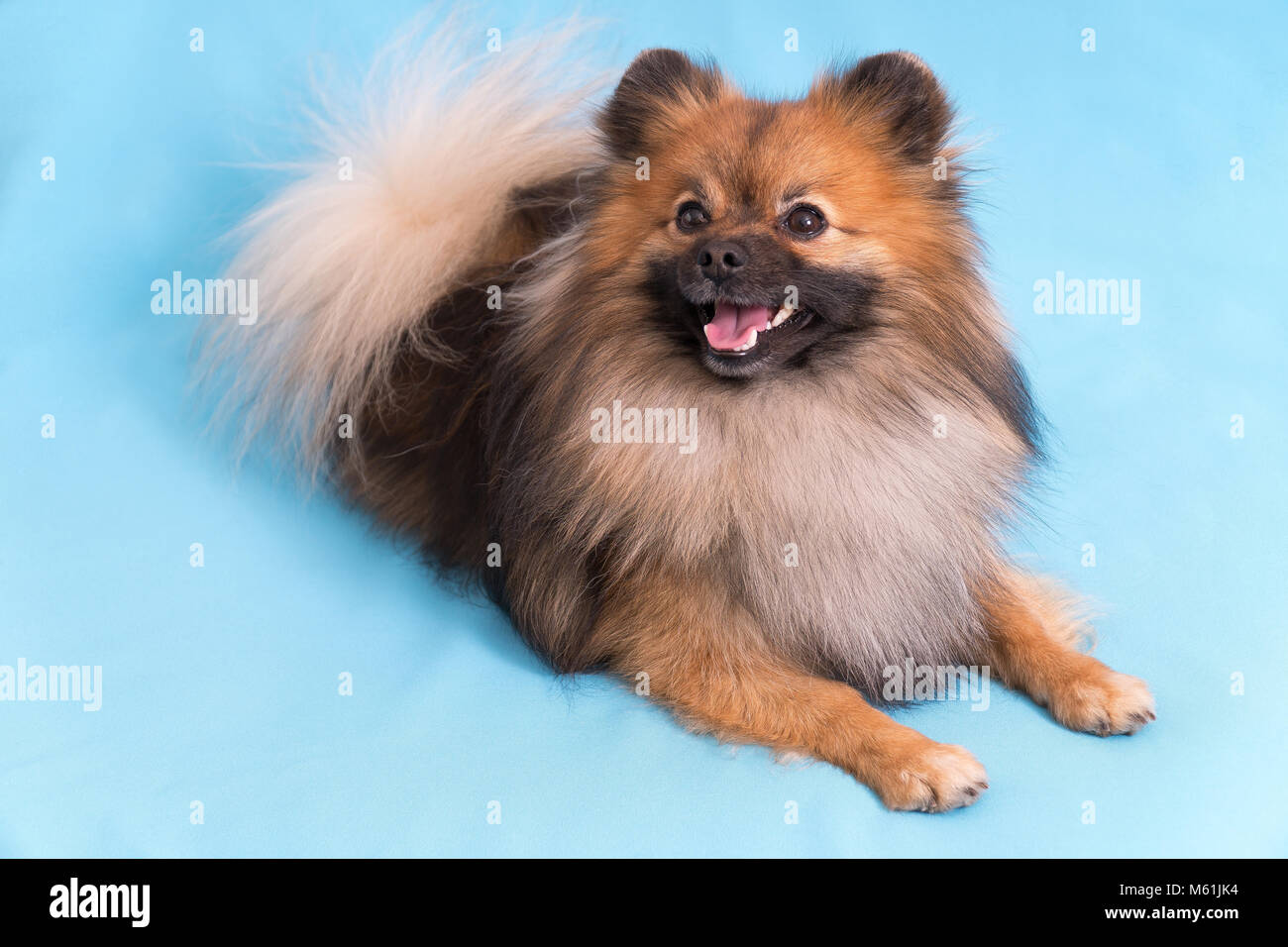 Adorable young spitz studio hi-res stock photography and images - Alamy