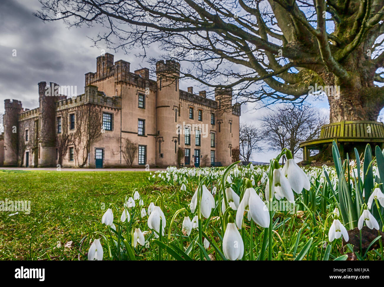 The snowdrops are out in force at the House of the Binns in West Lothian. Stock Photo