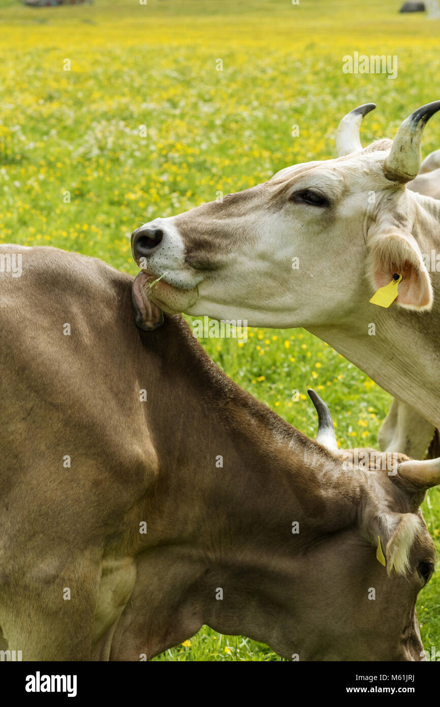 mountain cow with horns clean up to care their cowhide Stock Photo