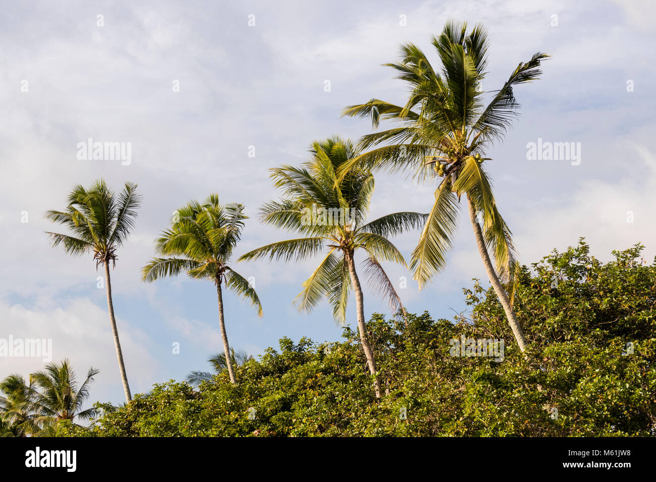 Coconut palm trees on the beach of Langkawi in Malaysia Stock Photo - Alamy