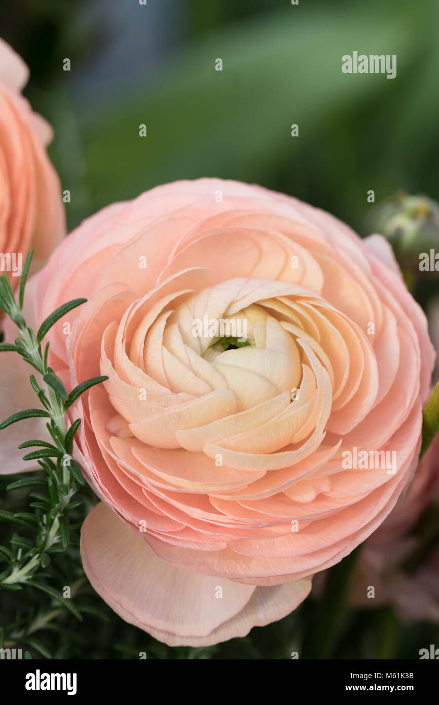 Pink and beige ranunculus macro on green background. Spring posctacrd ...
