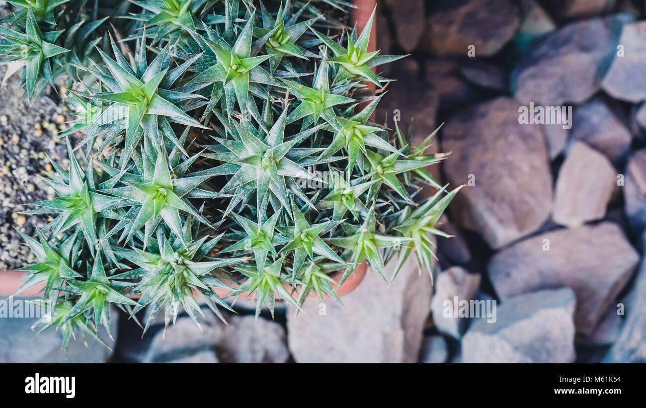 Green Cacti Succulent Flat Lay Banner On Rustic Stone Background