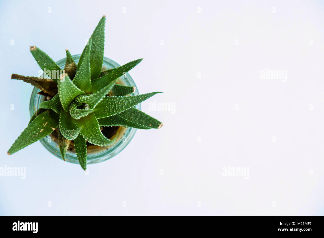 Green Aloe Succulent Plant Top View on white background. Stock Photo