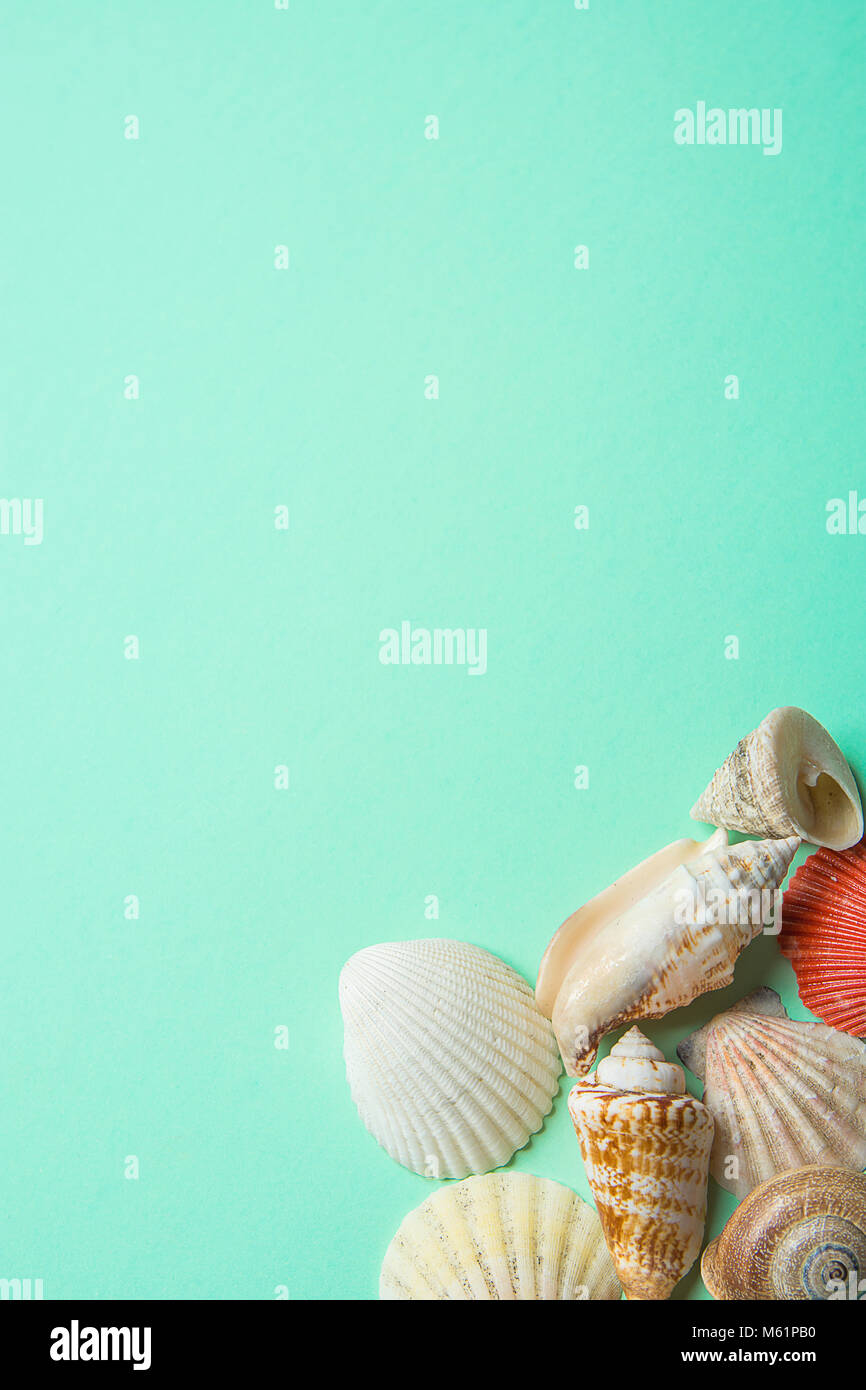 Sea Shells of Different Shapes Flat Round Spiral on Turquoise