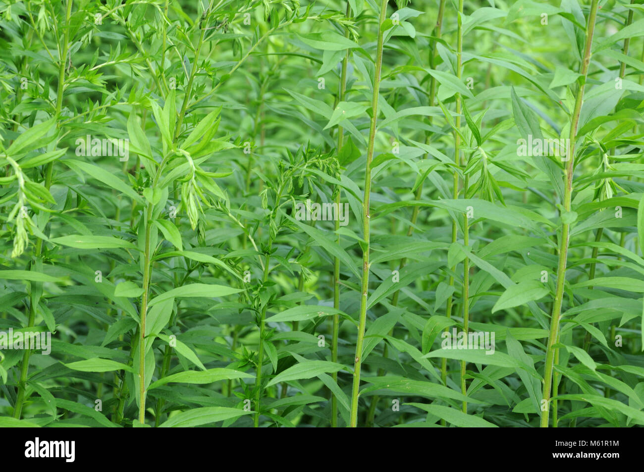 green foliage of willowherb Stock Photo