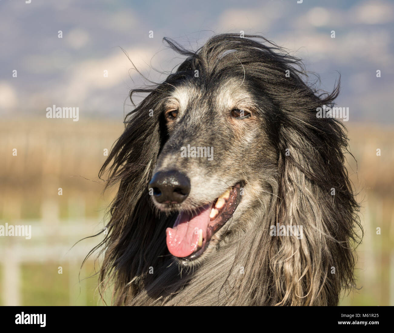 Afghan hound hair hi-res stock photography and images - Alamy