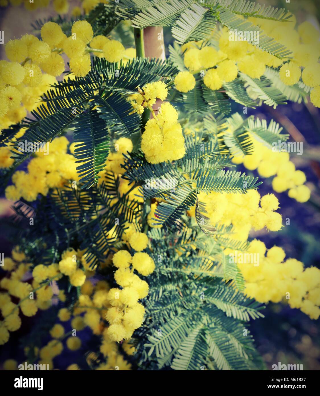 yellow flower of mimosa plants symbol of international women's day with
