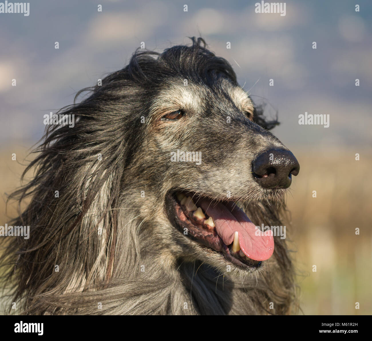 Portrait of an Afghan hound.The Afghan Hound is a hound that is distinguished by its thick, fine, silky coat .The breed was selectively bred for its u Stock Photo