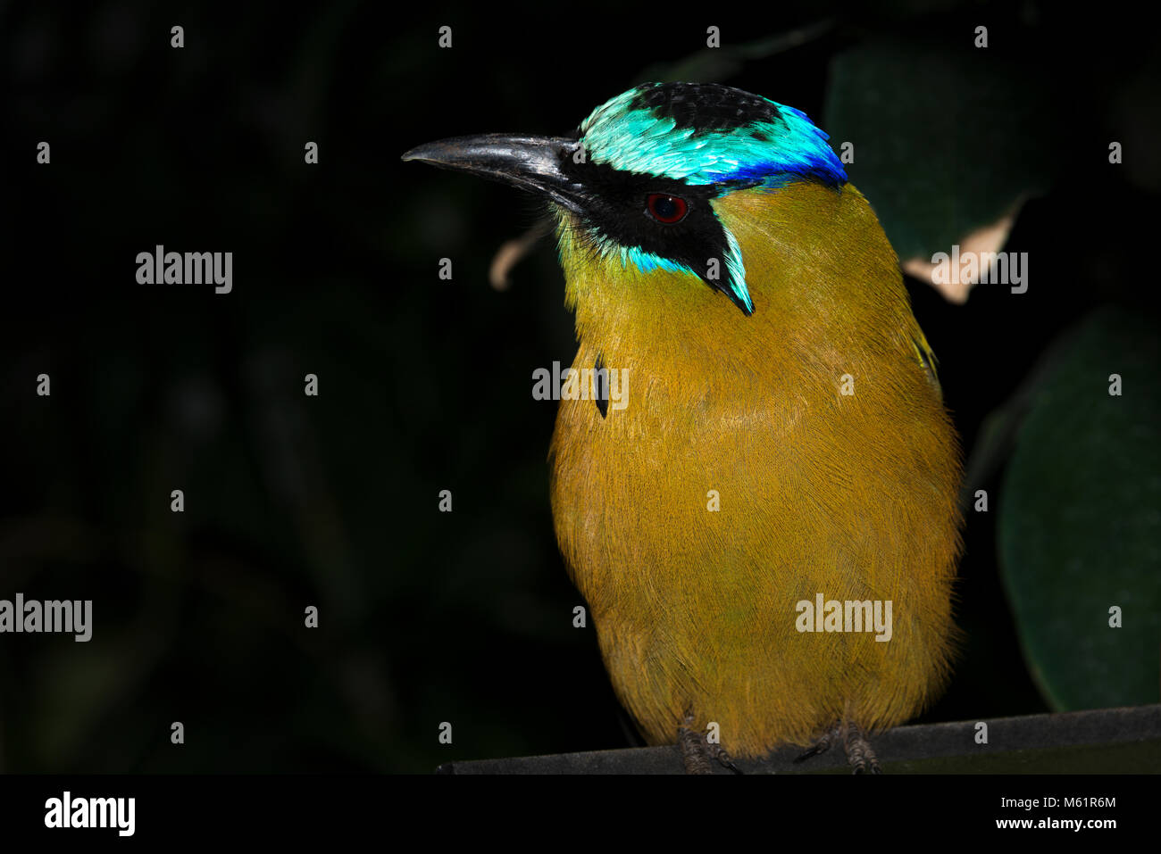 Blue-Crowned Motmot (Momotus coeruliceps) Stock Photo