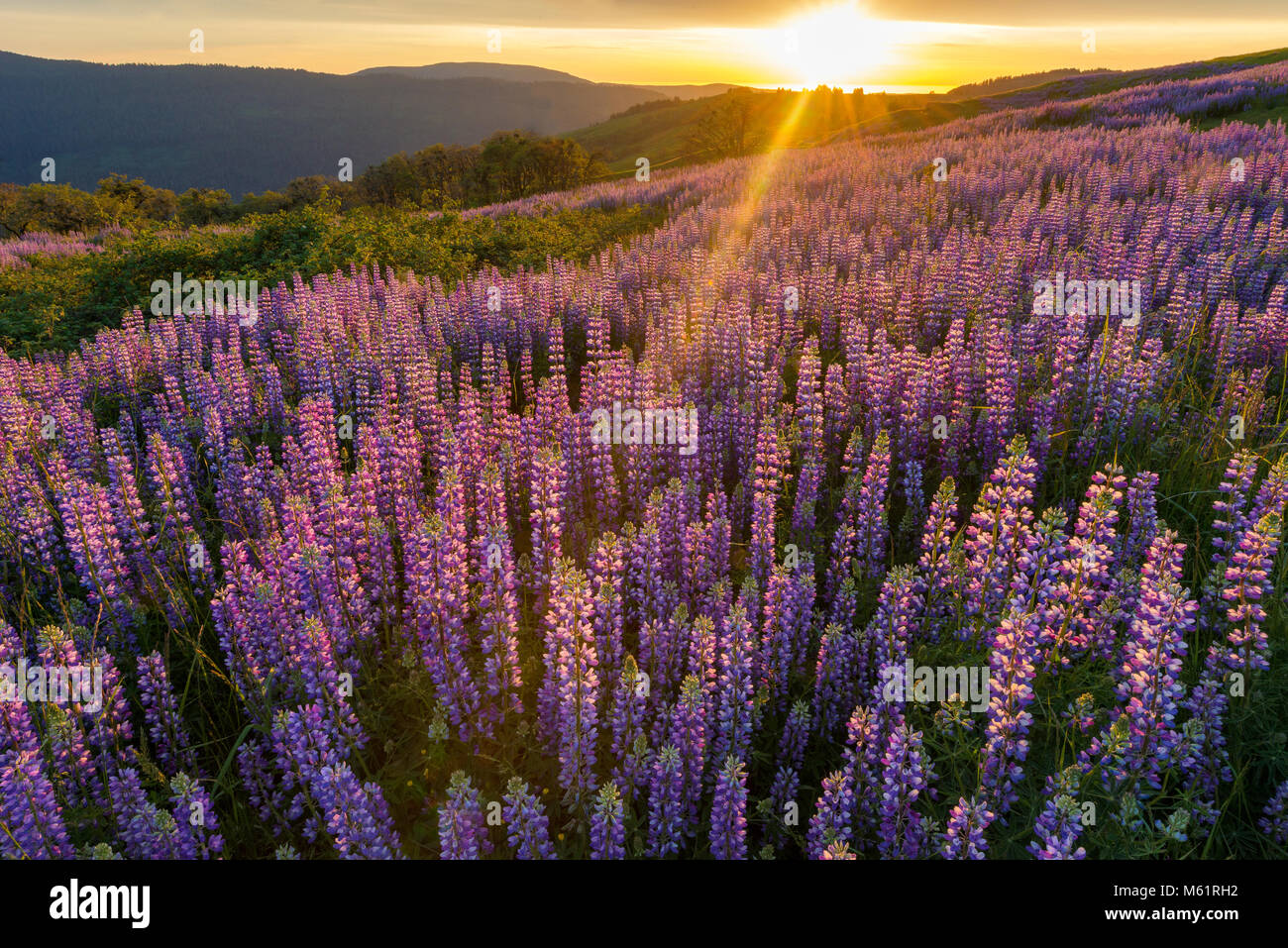 Sunset, Lupin, Lupinus angustifolius, Childs Hill Prairie, Redwood National Park, California Stock Photo