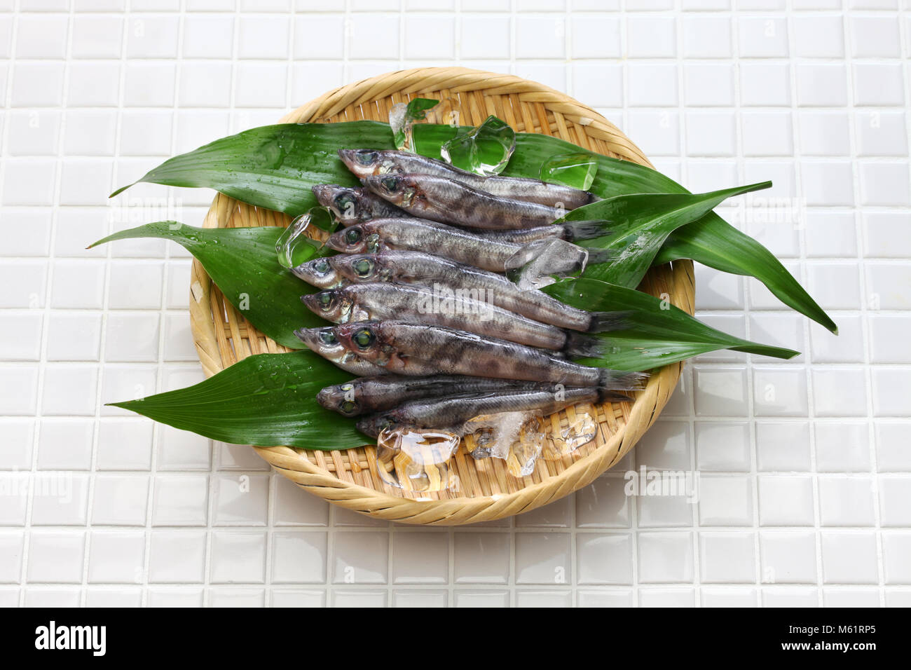 japanese green eyes fish, Mehikari Stock Photo Alamy
