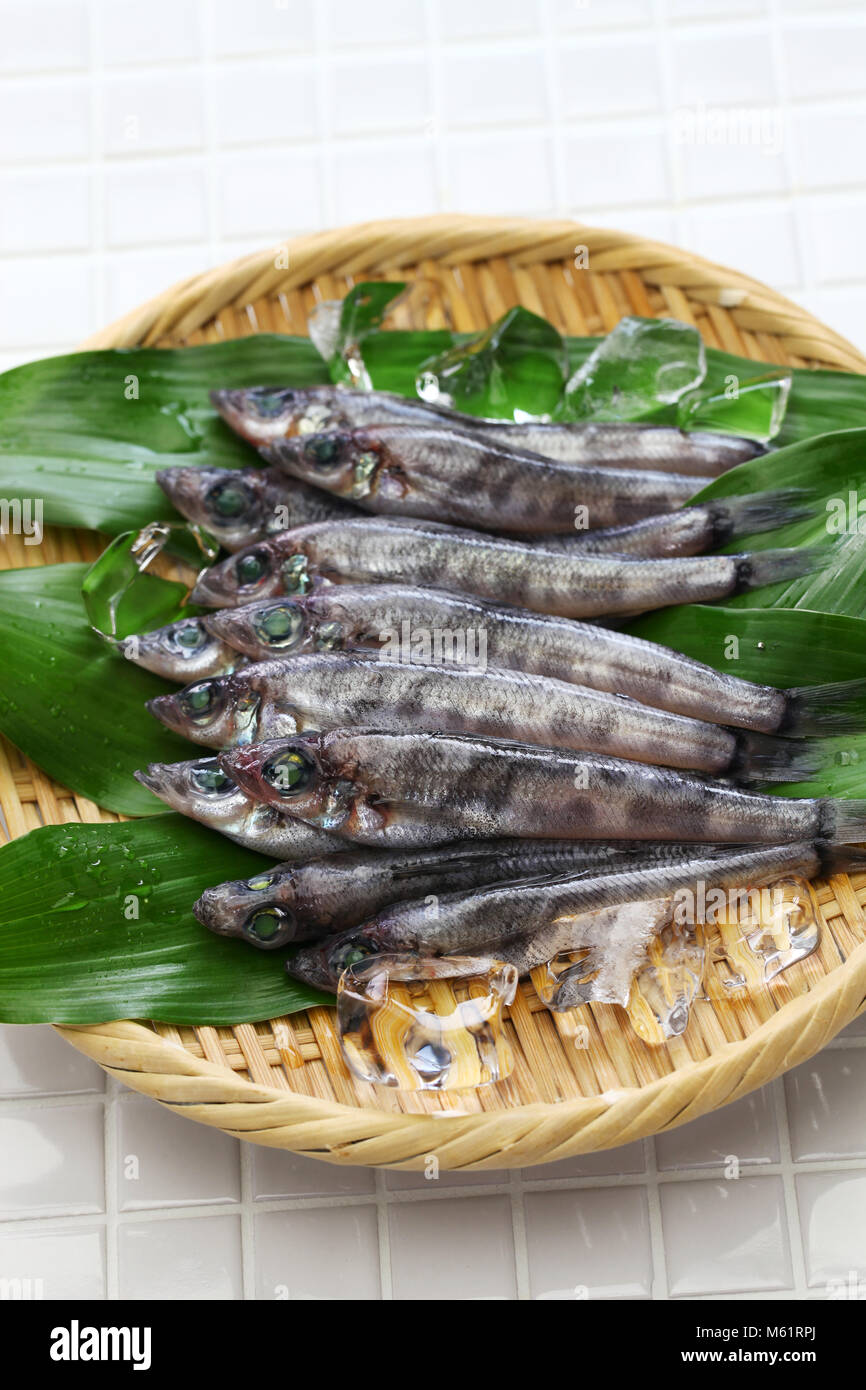 japanese green eyes fish, Mehikari Stock Photo Alamy