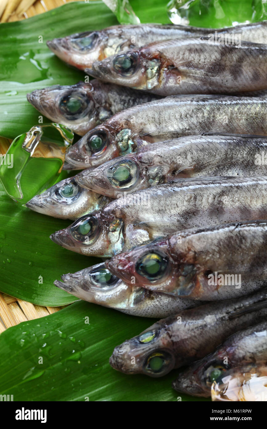 japanese green eyes fish, Mehikari Stock Photo Alamy
