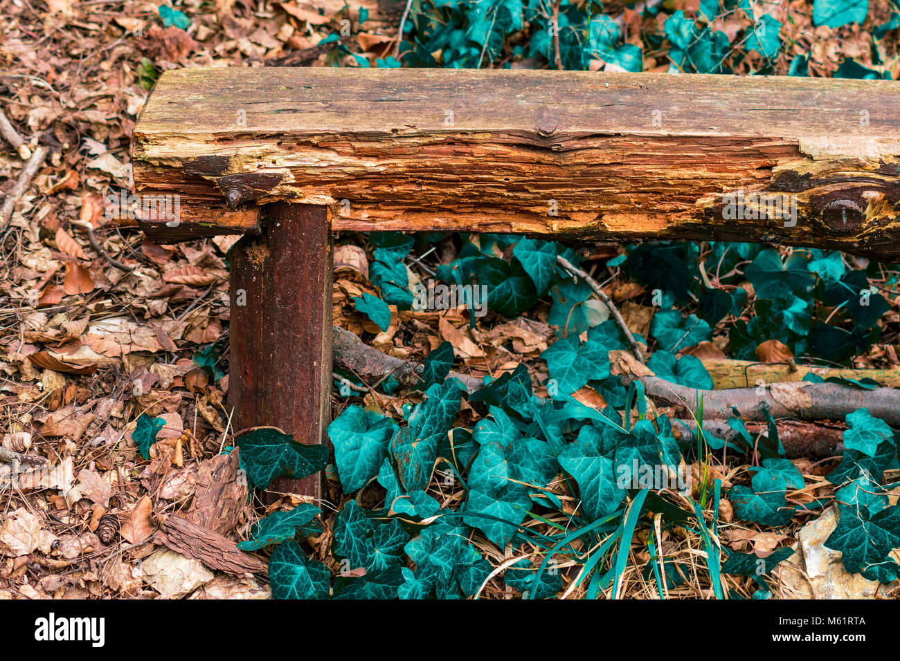 Old bench on leafs in forest Stock Photo