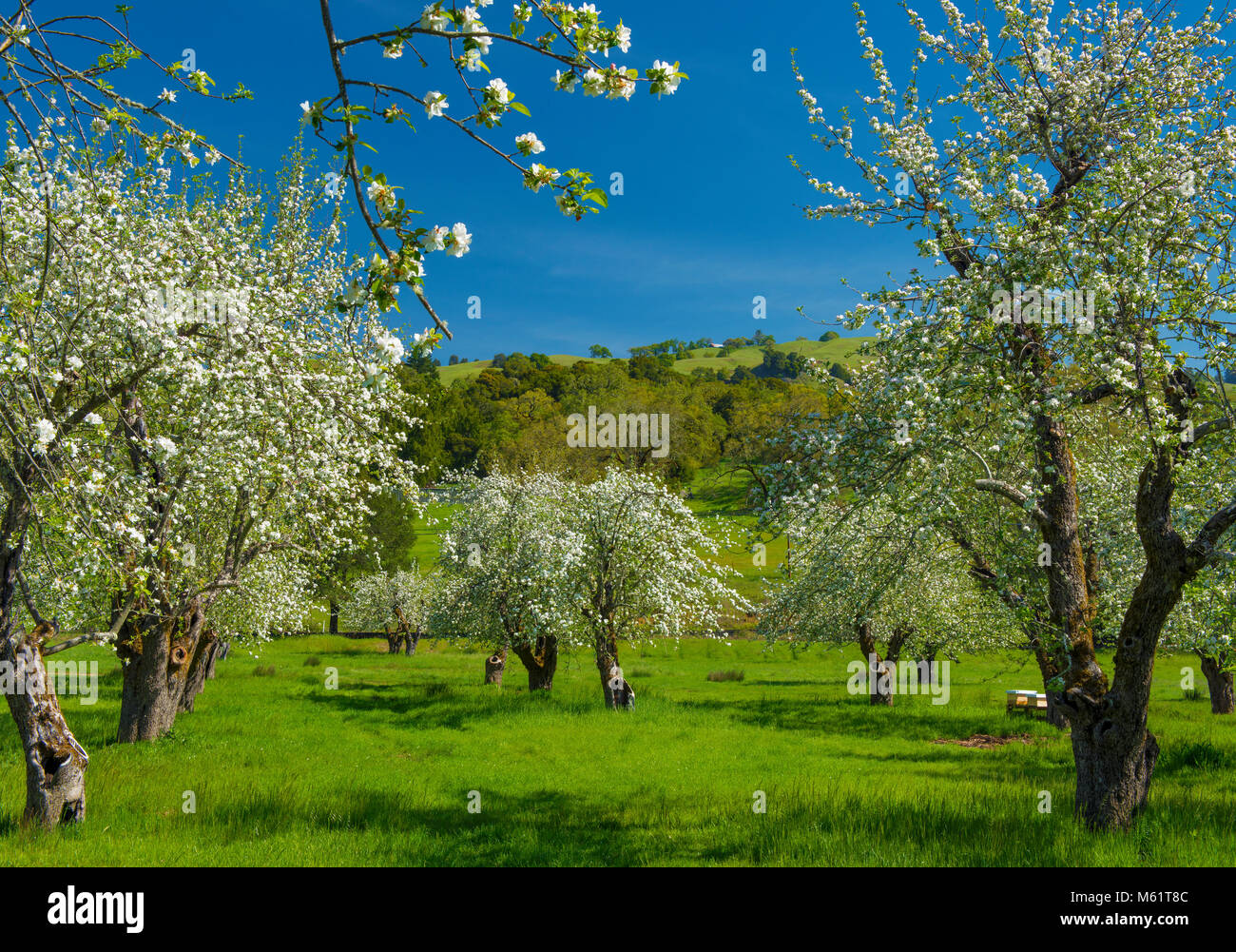 Apple Blossoms, Acorn Ranch, Yorkville, Mendocino County, California Stock Photo