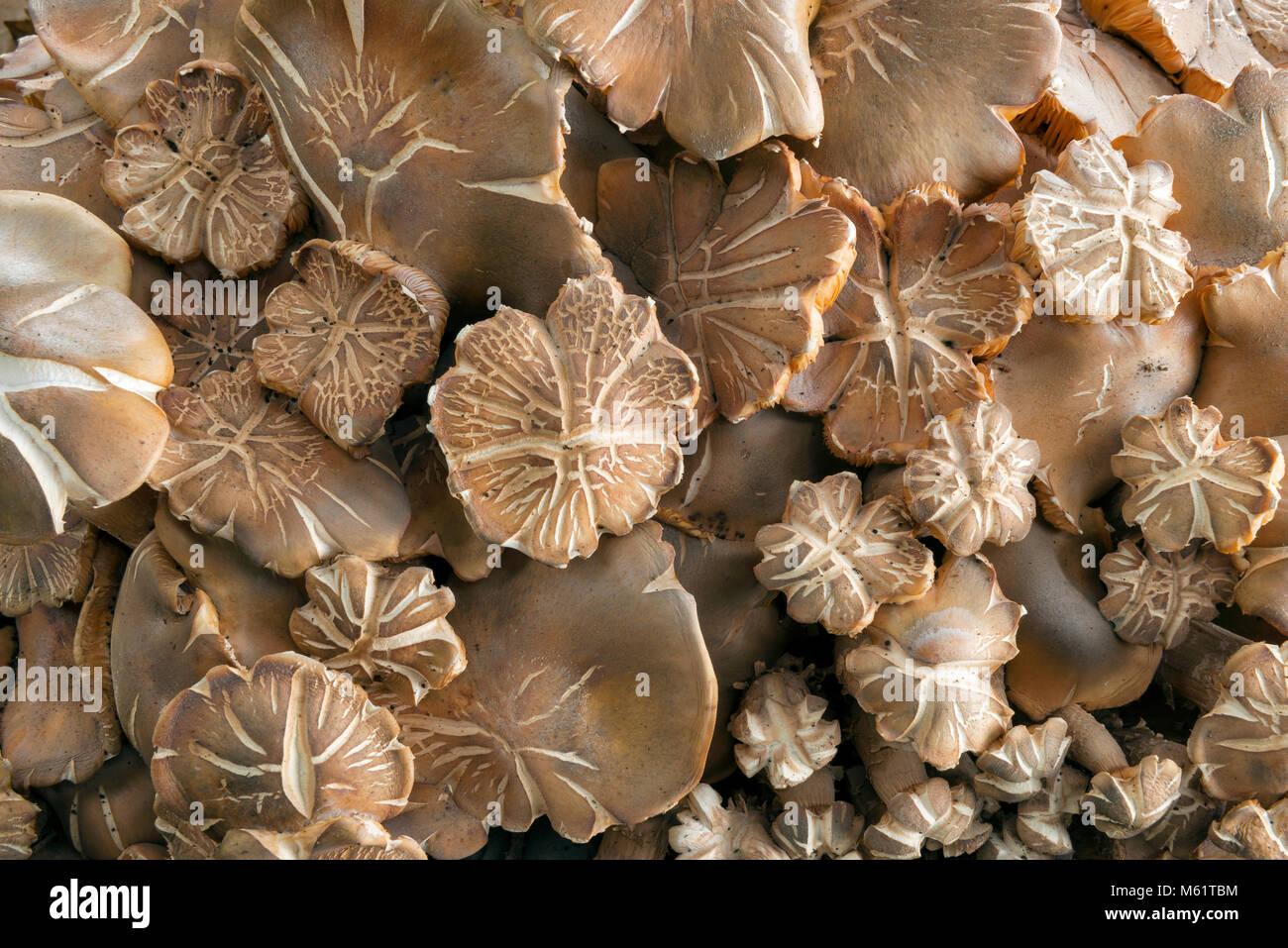 Honey Mushroom, Armillaria mellea, Acorn Ranch, Yorkville, Mendocino County, California Stock Photo