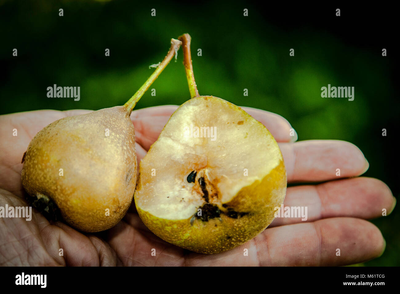 Pear at Jörg Geiger's Manufaktur for Fruit wine and juices. The dehydrating pear ripens from the inside out Stock Photo