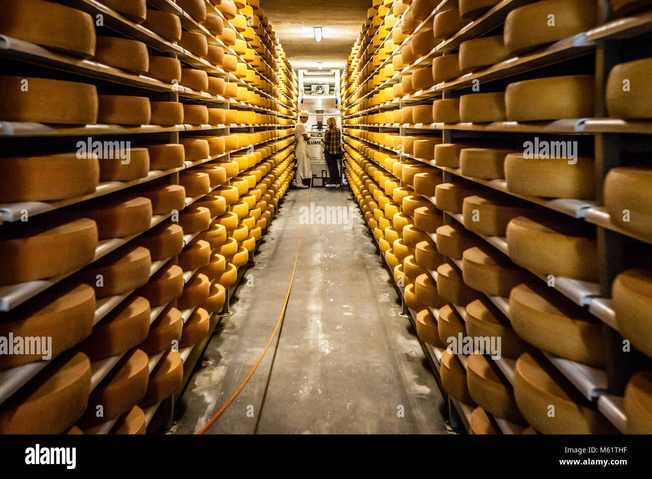 Austrian cheese warehouse. Golden times: in the treasure chamber of the Hittisau dairy. Cheese-Factory in Hittisau, Austria Stock Photo