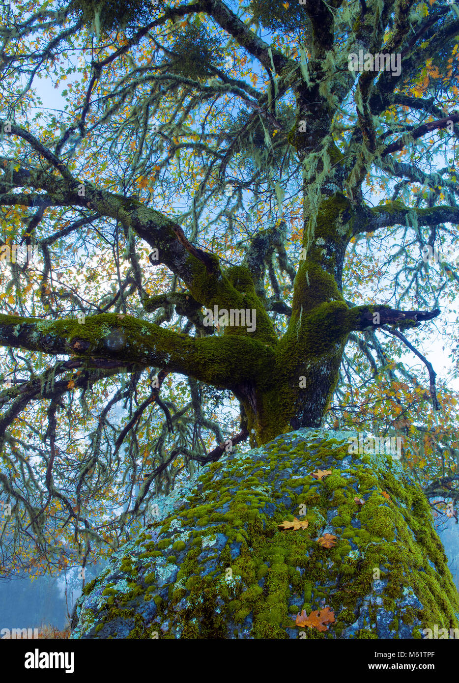 Valley Oak, Quercus lobata, Yorkville Highlands, Mendocino County, California Stock Photo
