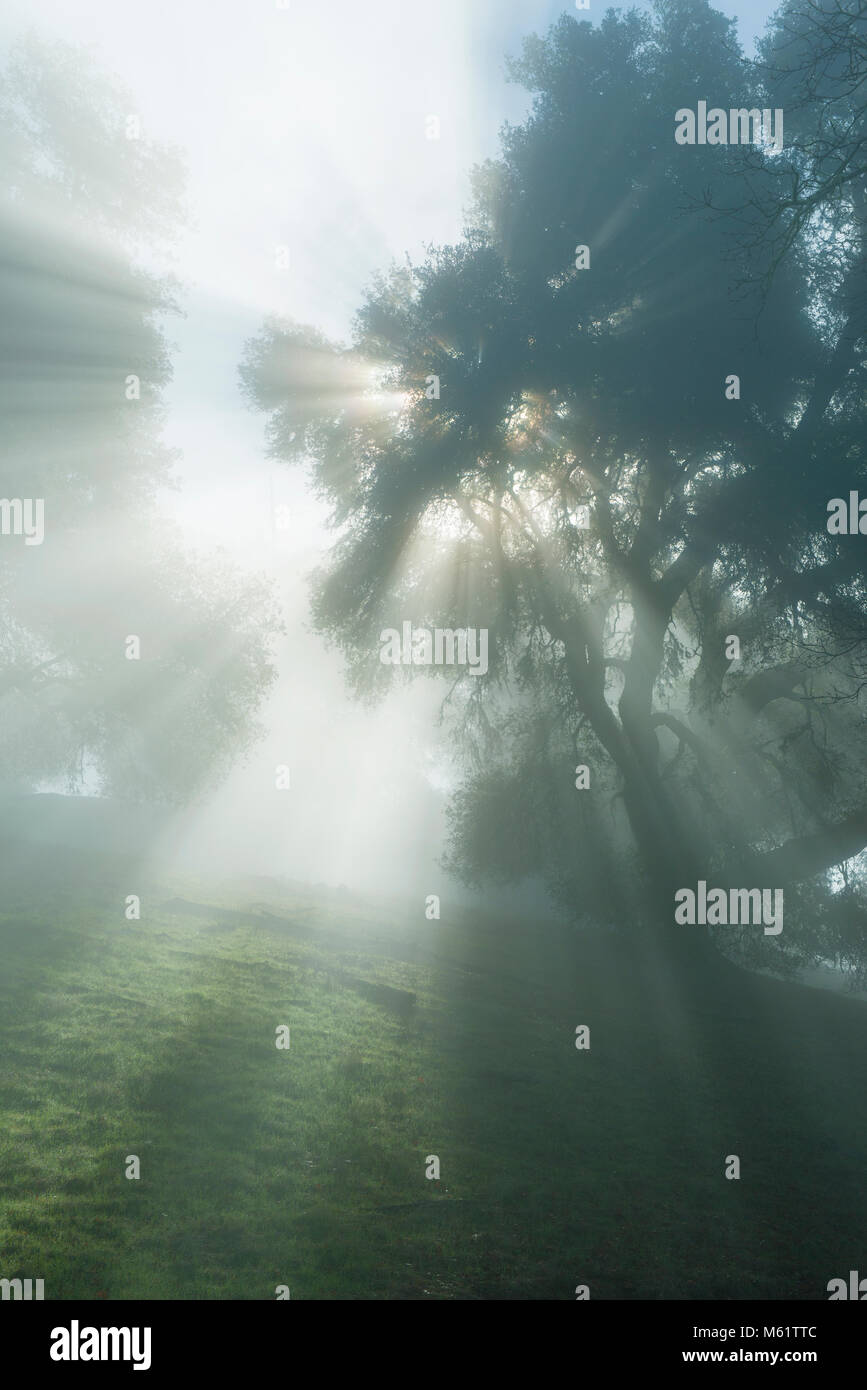Fog, California Live Oak, Quercus chrysolepis, Yorkville Highlands, Mendocino County, California Stock Photo