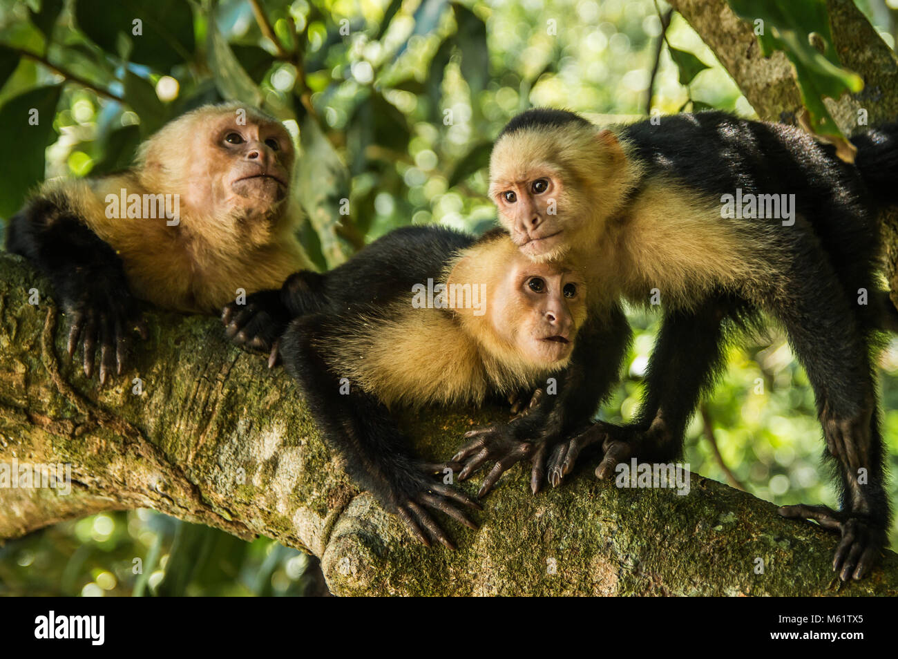 Monkeys in Manuel Antonio (Costa Rica) Stock Photo