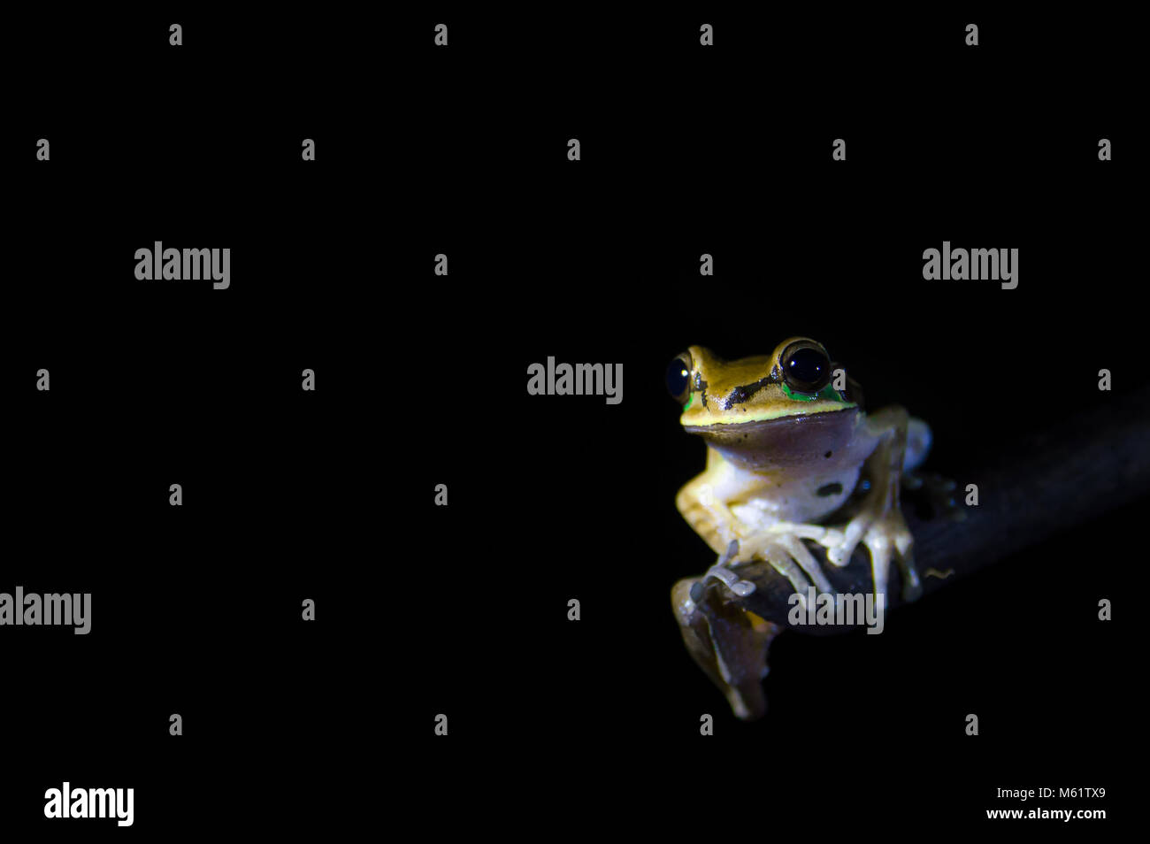 Frog in Costa Rica Stock Photo