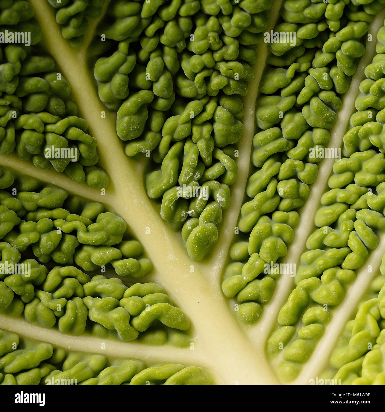 Savoy Cabbage leaf closeup Stock Photo Alamy
