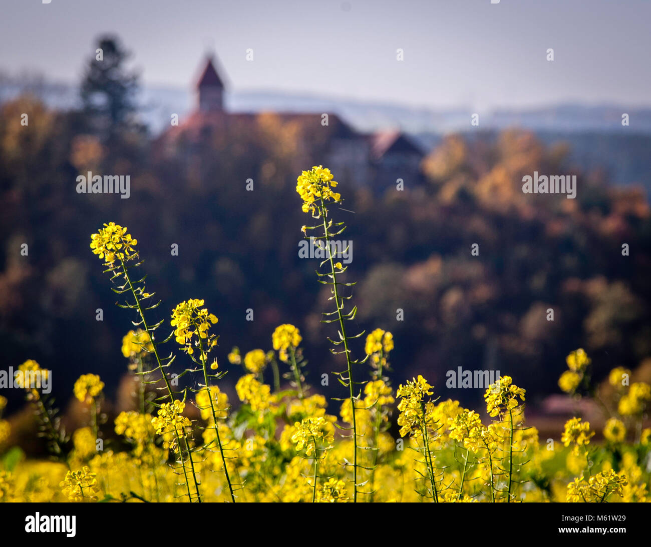 Blooming field mustard in front of blurred background of Wernberg castle in Wernberg-Köblitz, Germany Stock Photo