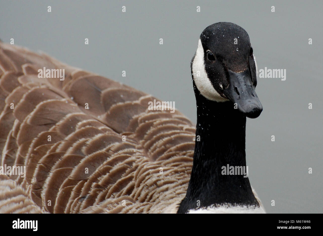 Head shot of Canada Goose with water droplets, UK Stock Photo