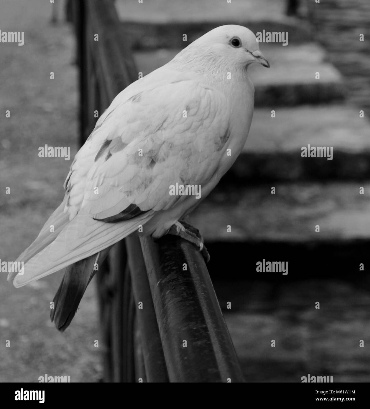 Pigeon flying Black and White Stock Photos & Images Alamy
