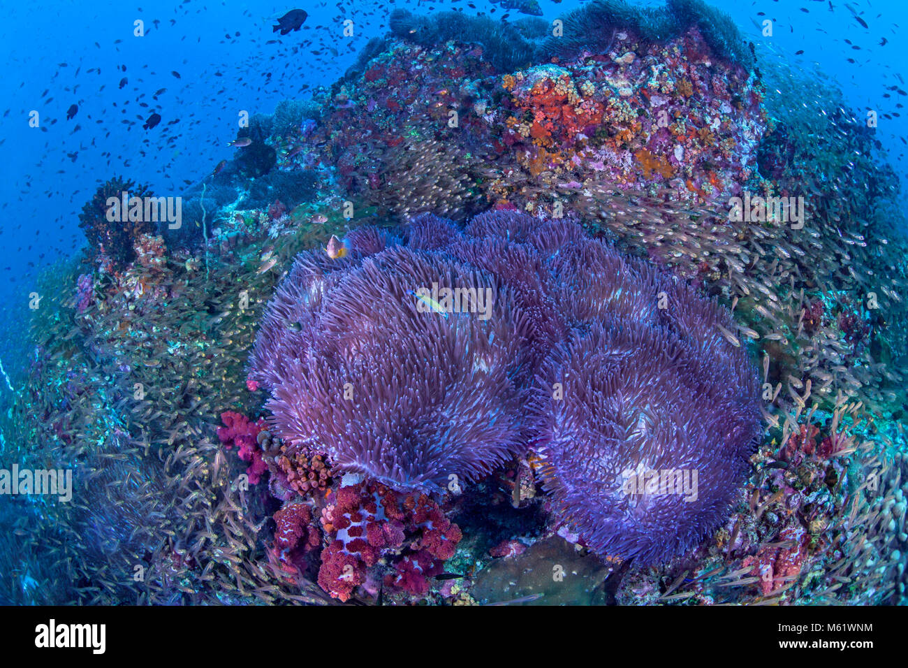 Glassfish swirl around bioluminescent anemones covering a coral reef on  Richelieu Rock in the Andaman Sea off the coast of Thailand Stock Photo -  Alamy