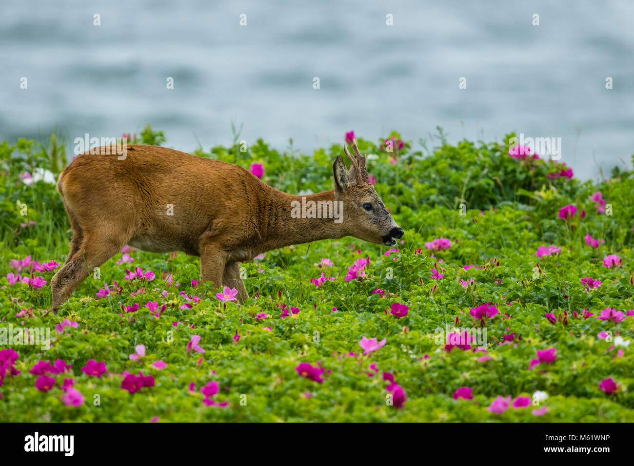 Male Roe deer (Capreolus capreolus) eats the flowers of Japanese roses
