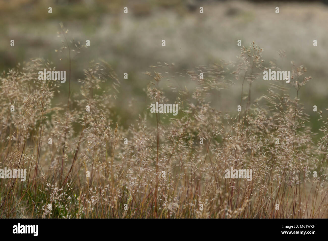 Wavy Hair-grass (Deschampsia flexuosa) blowing in the wind Stock Photo