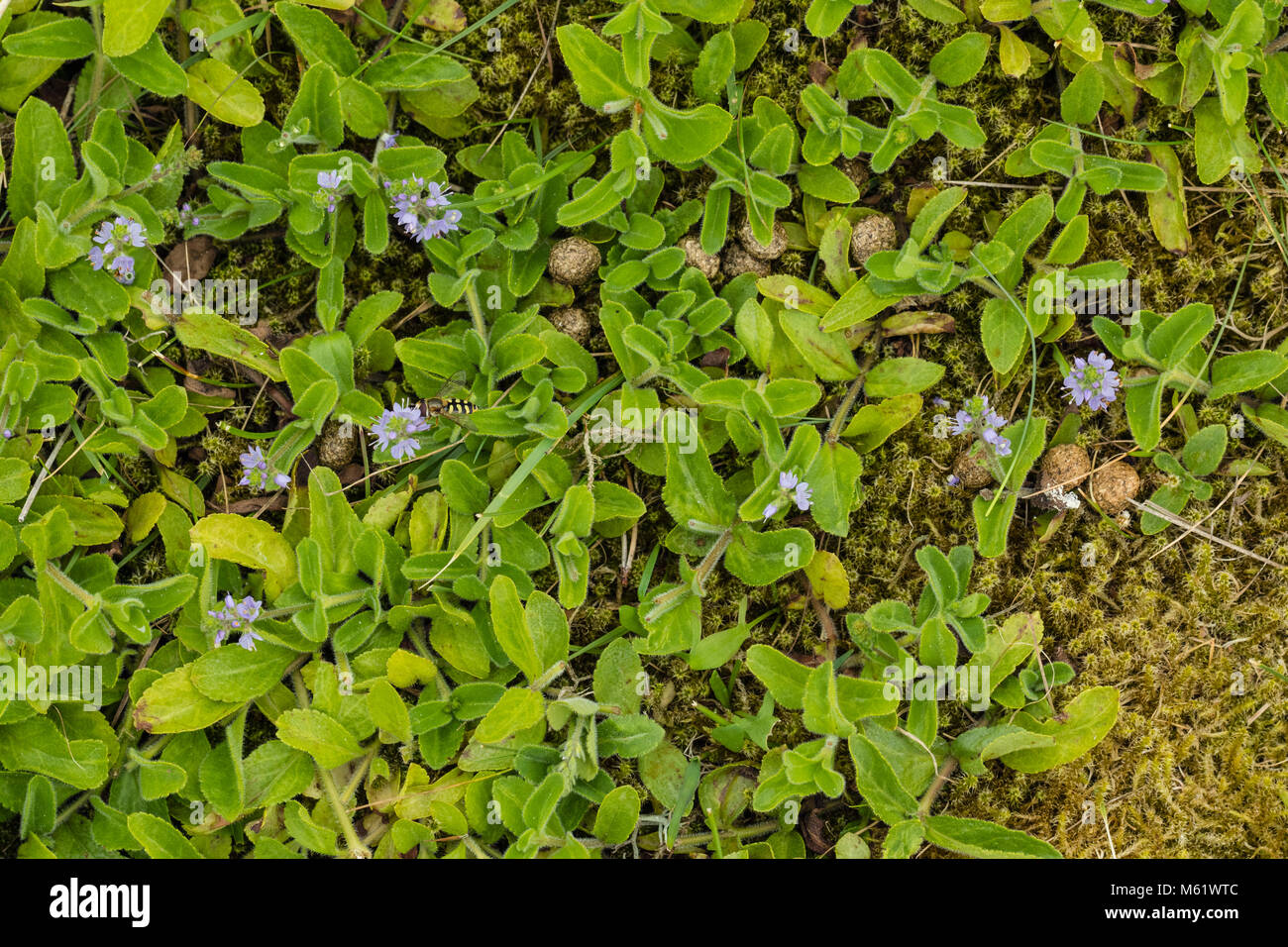 Flowering Heath Speedwell (Veronica officinalis) Stock Photo