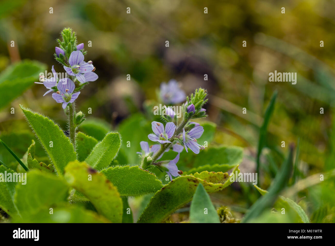 Flowering Heath Speedwell (Veronica officinalis) Stock Photo
