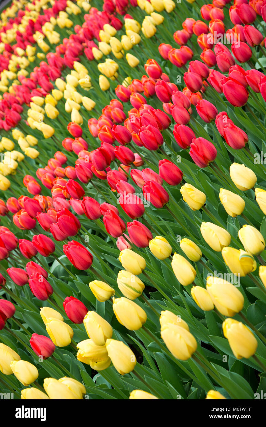 Colorful tulips in spring. Tulip field, red and yellow. Stock Photo