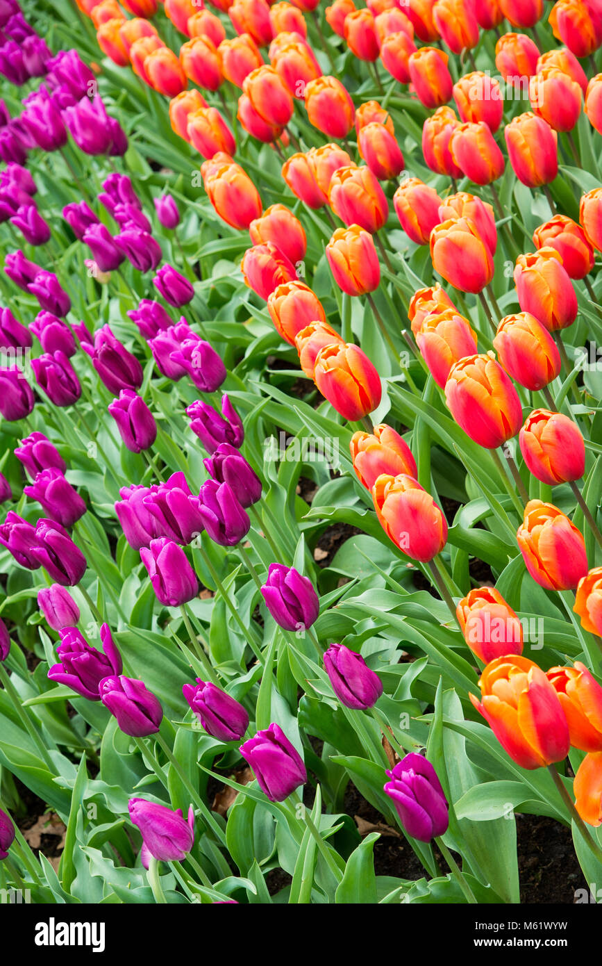 Colorful tulips in the park. Spring landscape Stock Photo - Alamy