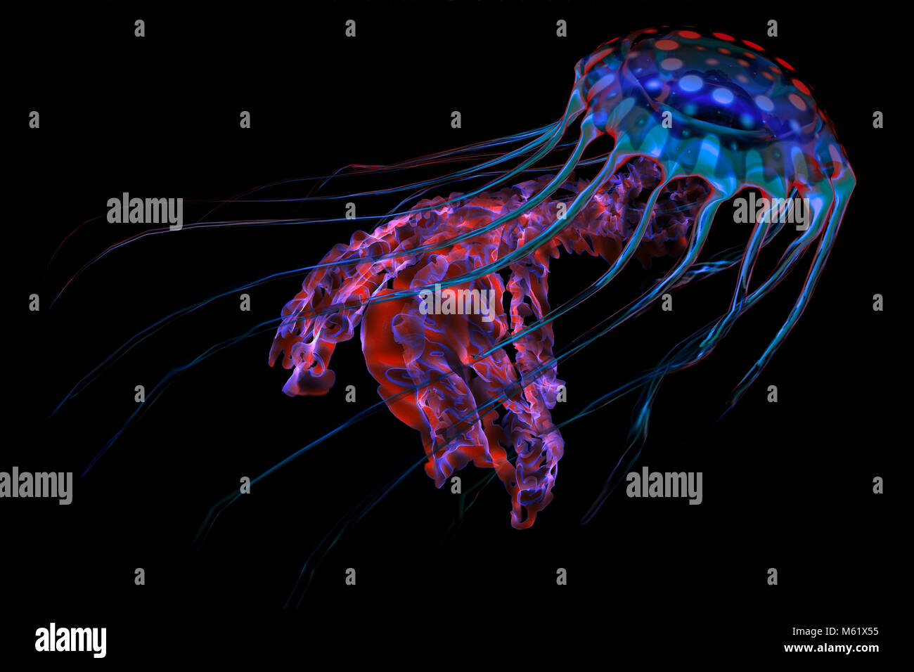 The ocean jellyfish searches for fish prey and uses its poisonous tentacles to subdue the animals it hunts. Stock Photo